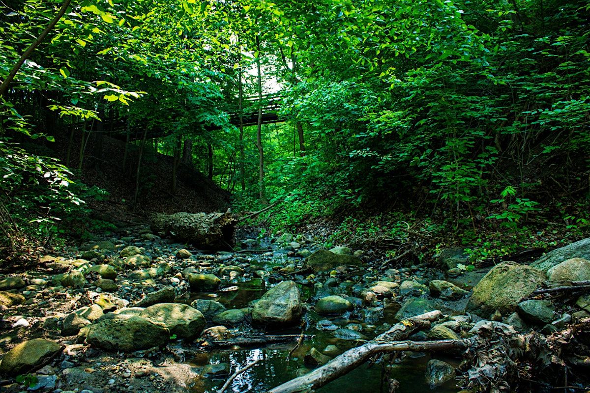 Forest Bathing at the Garden, 3 October | Event in Toronto | AllEvents