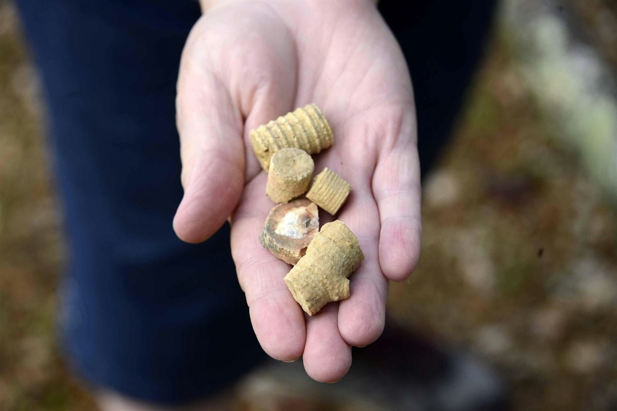 Crinoid Fossil Bed Hike, 10 October | Event in Bloomington | AllEvents