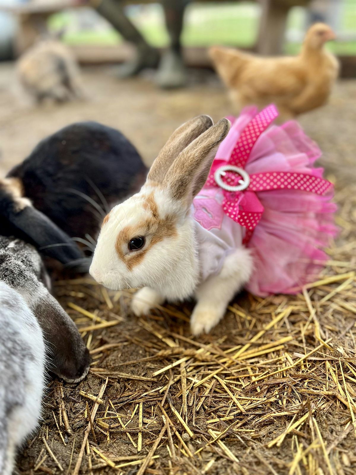General admission/petting zoo | Event in Aurora | AllEvents