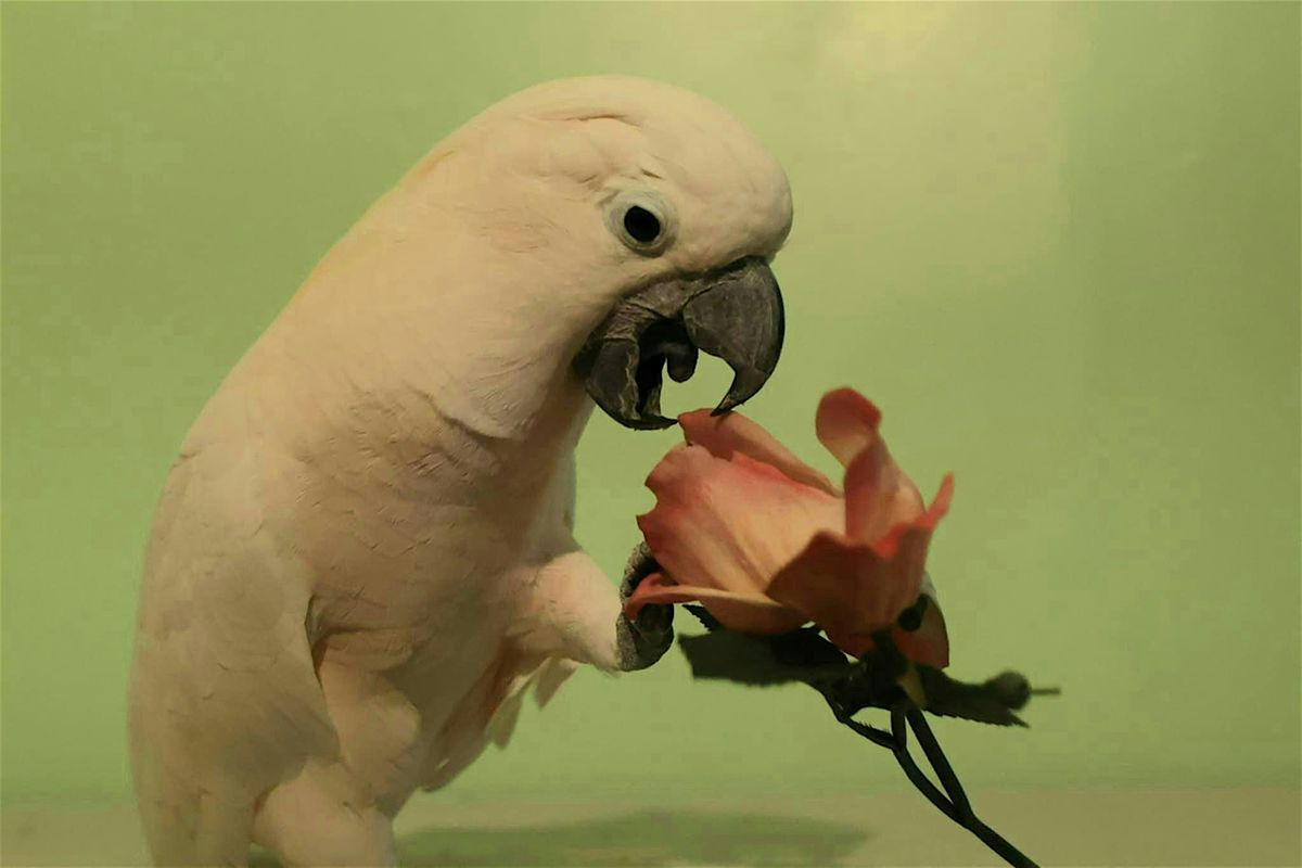 Stardust  Mother's Day  Parrot show, 11 May | Event in Elora | AllEvents