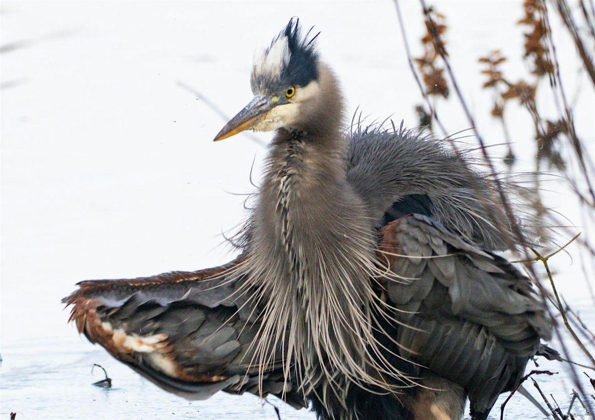 Birds of Tillamook County: Walk and Talk with Michael Krall, 20 September | Event in Tillamook | AllEvents
