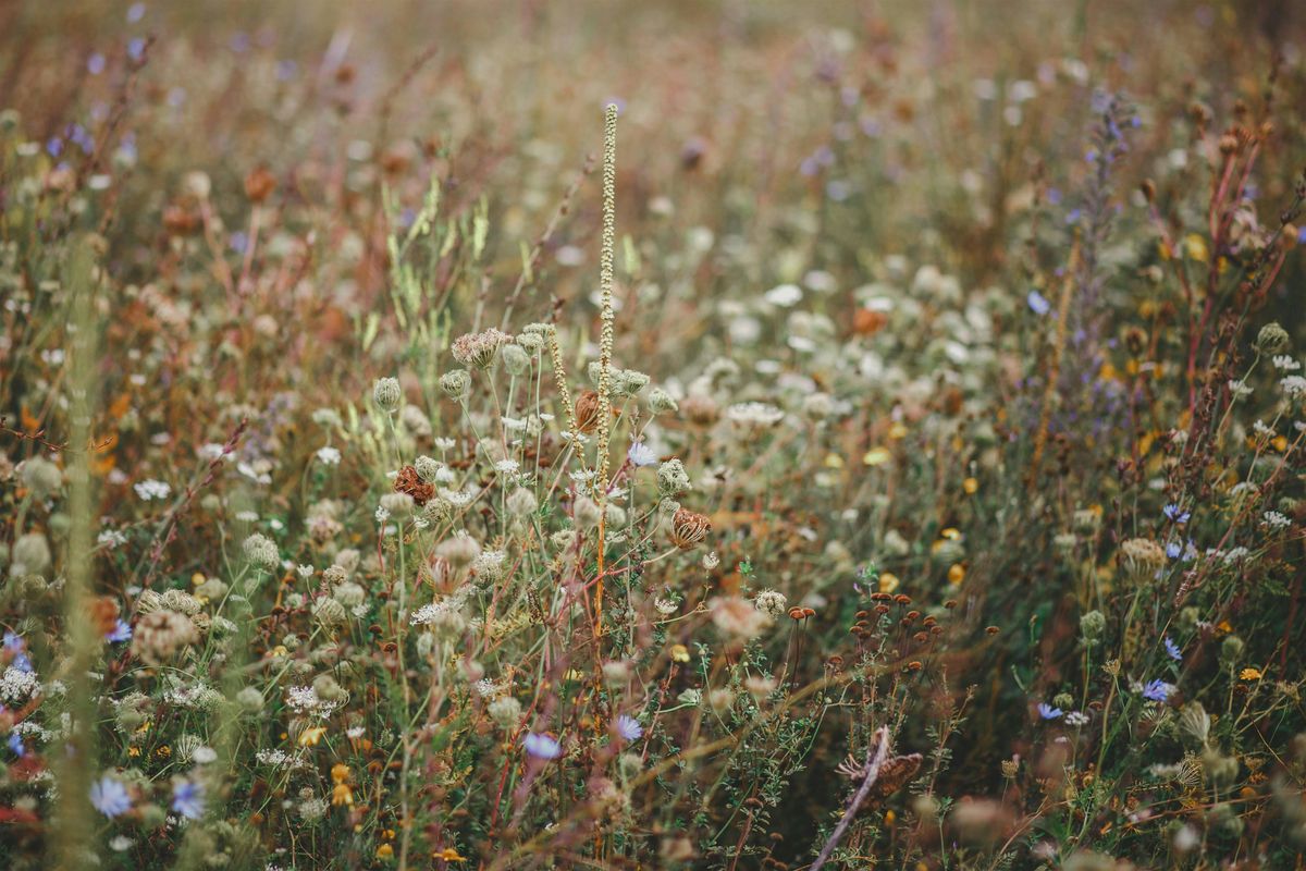 Local  Foraging Tour, 20 September | Event in Port Jefferson | AllEvents