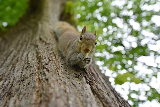 Squirrels: Friend or Foe, 19 August | Event in Yorktown | AllEvents