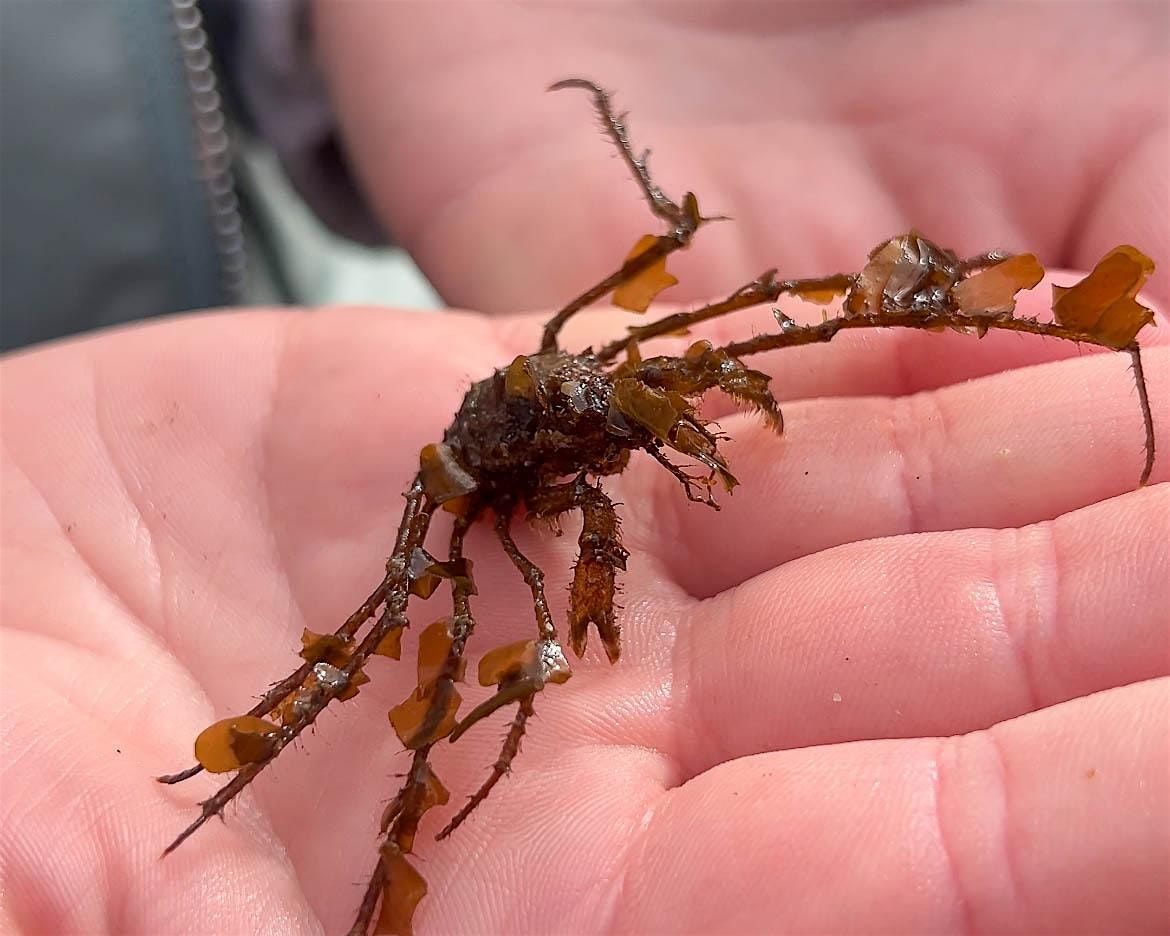 Seashore Safari | Stornoway, 11 August | Event in Stornoway | AllEvents