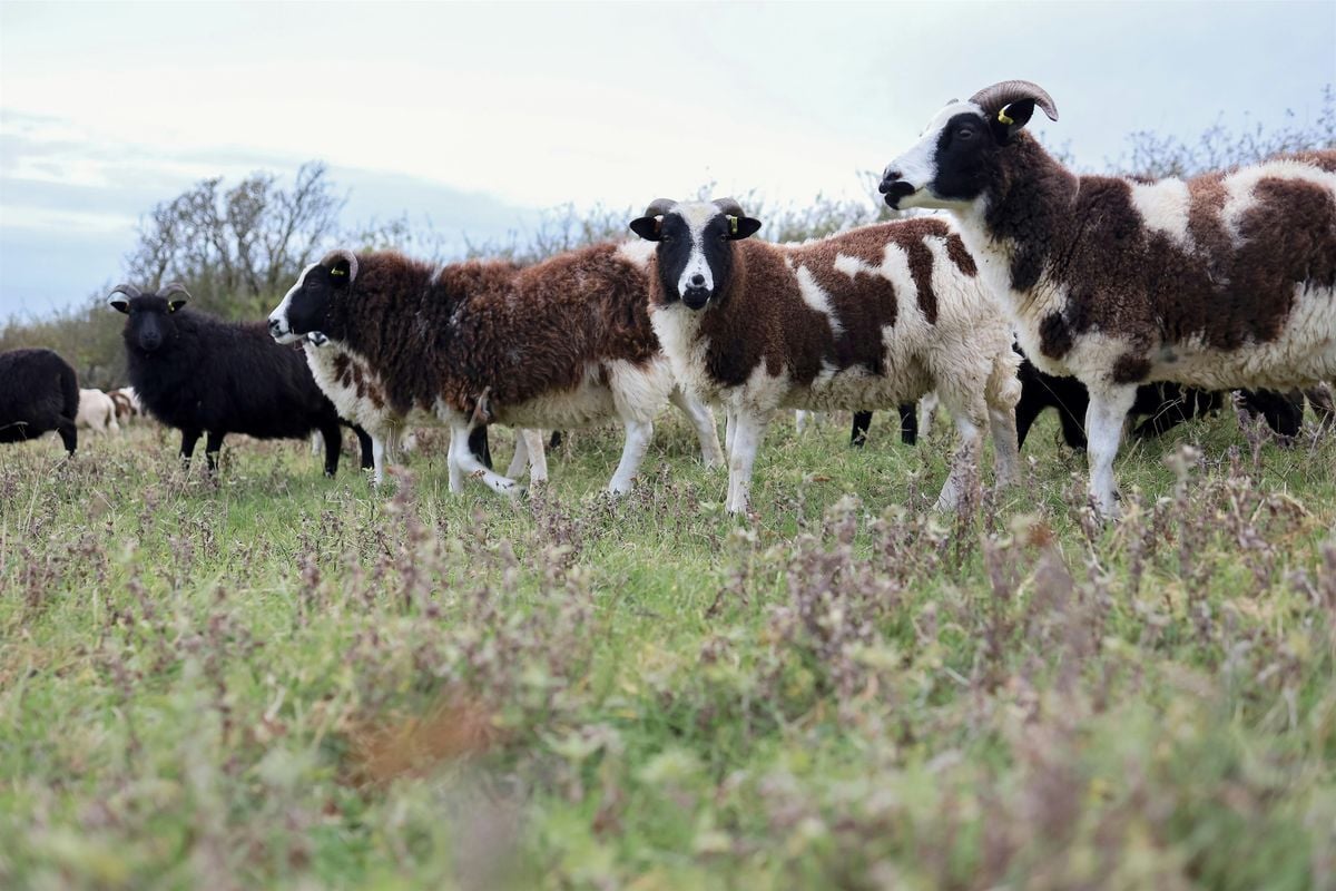 The Future of Fleece - Panel Discussion, 11 October | Event in Barrowford | AllEvents