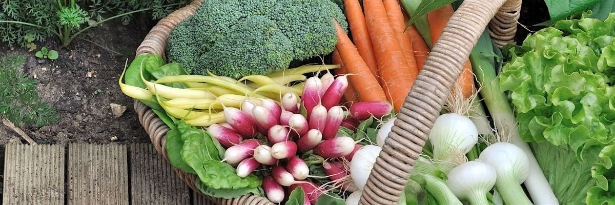 Fall Vegetable Seed Starting Workshop in Carrboro, 9 August | Event in Carrboro | AllEvents