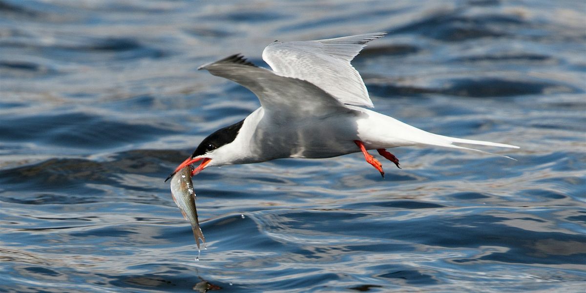 Birding on the Beach, 22 August | Event in Blasdell | AllEvents