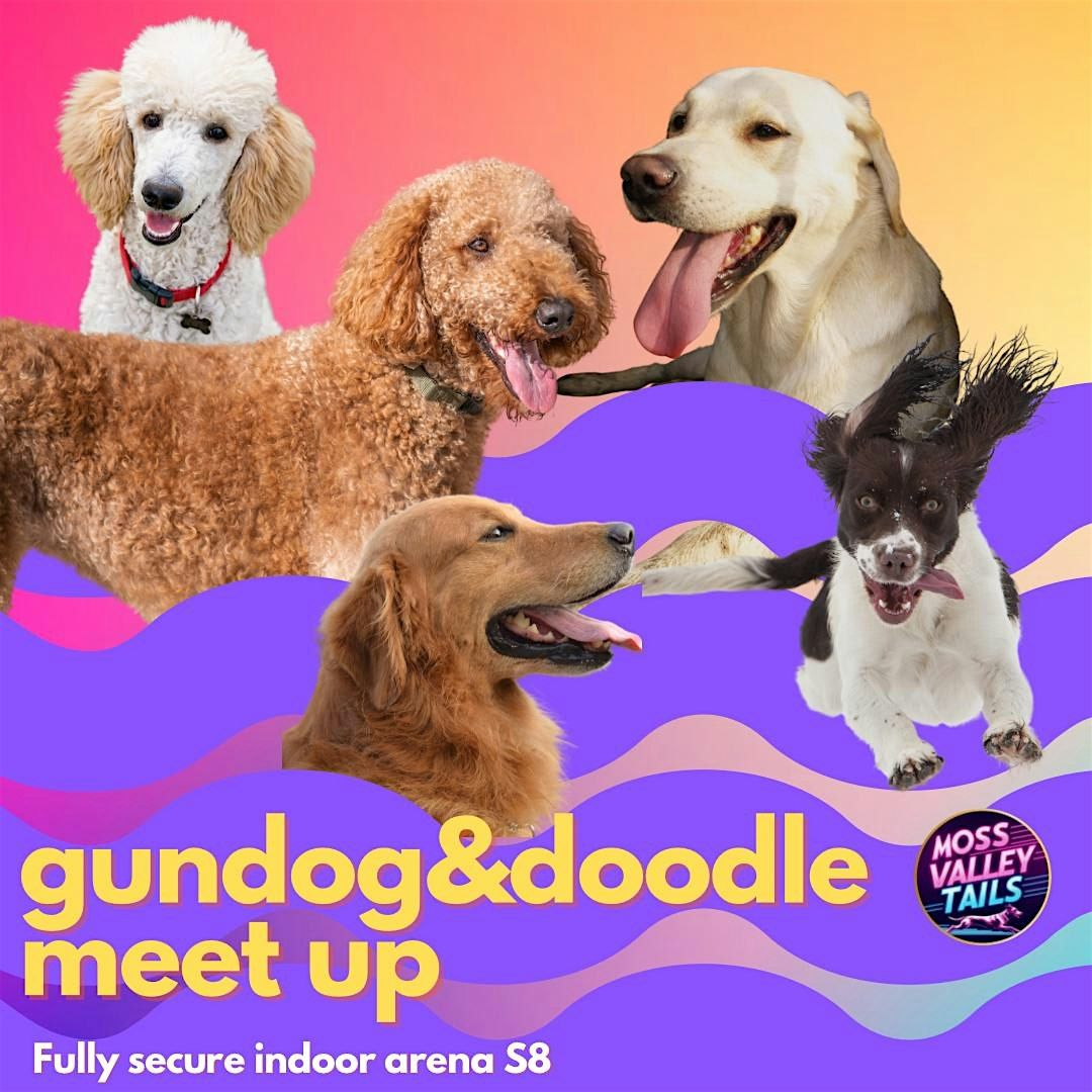 Gundogs: Spaniel, Retriever, Goldies and Doodle social in a secure arena S8, 17 August | Event in Sheffield