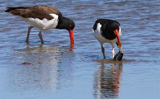 Protecting Colonial Seabirds with Conservationist Dave Grant, 6 August | Event in Middletown Township | AllEvents