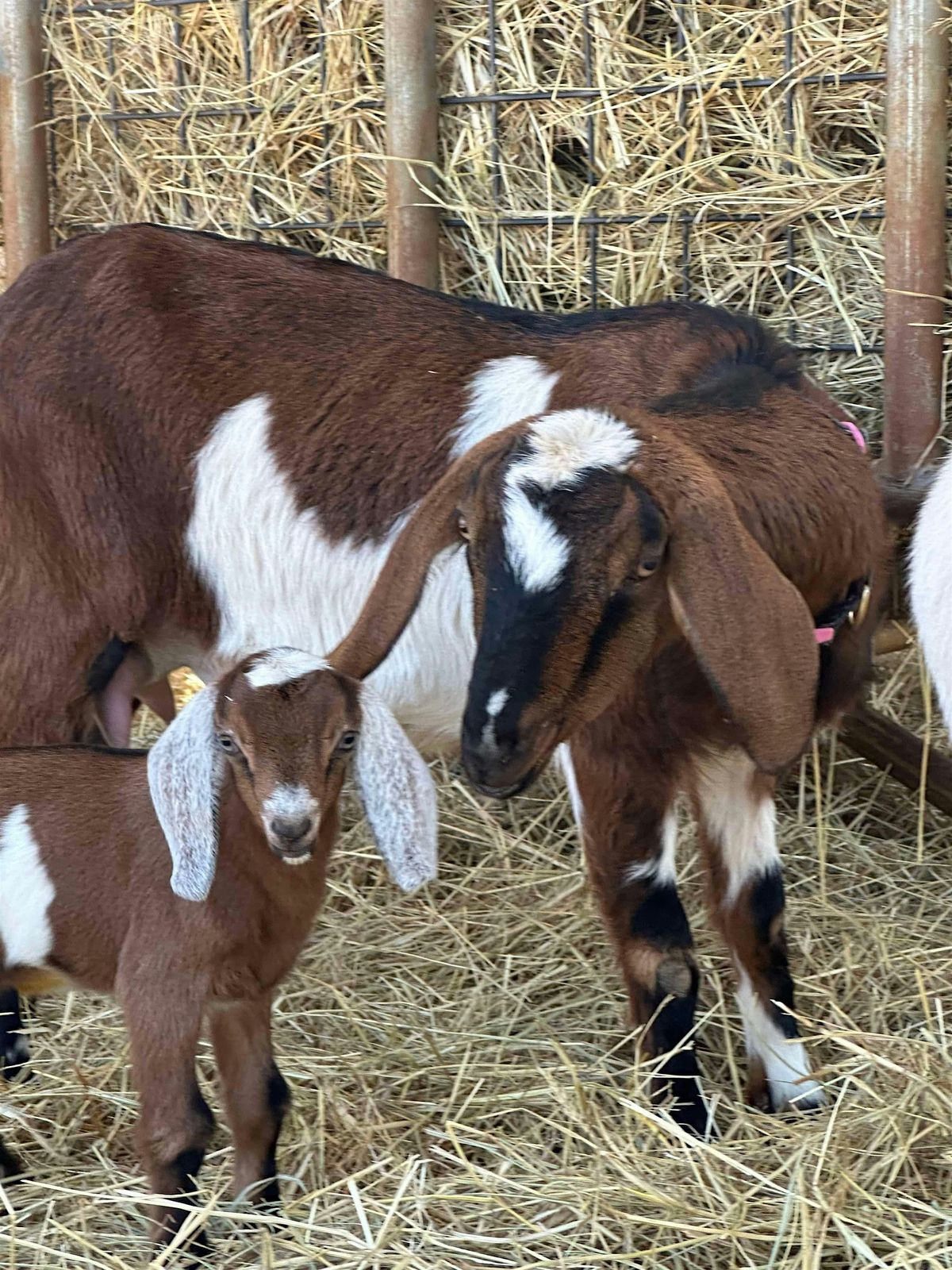 Floppy-eared Goat Cuddles! | Event in Catharpin | AllEvents