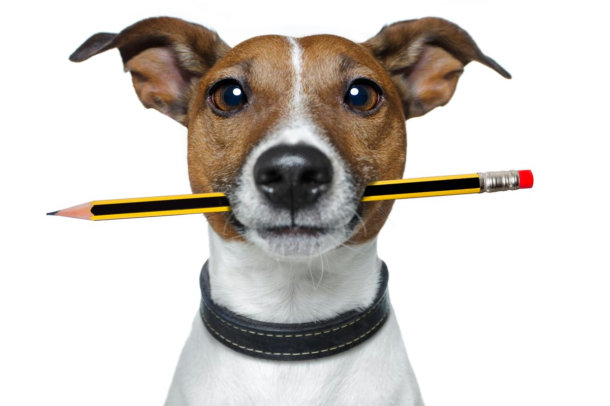 Puppy Training Course - 6 Weeks, 9 October | Event in West Malling | AllEvents