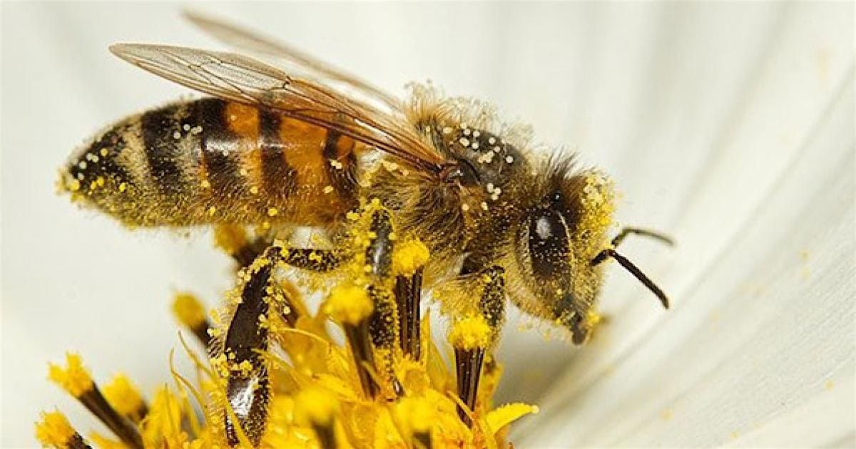 Celebrate National Honey Bee Day!, 16 August | Event in Cleveland | AllEvents