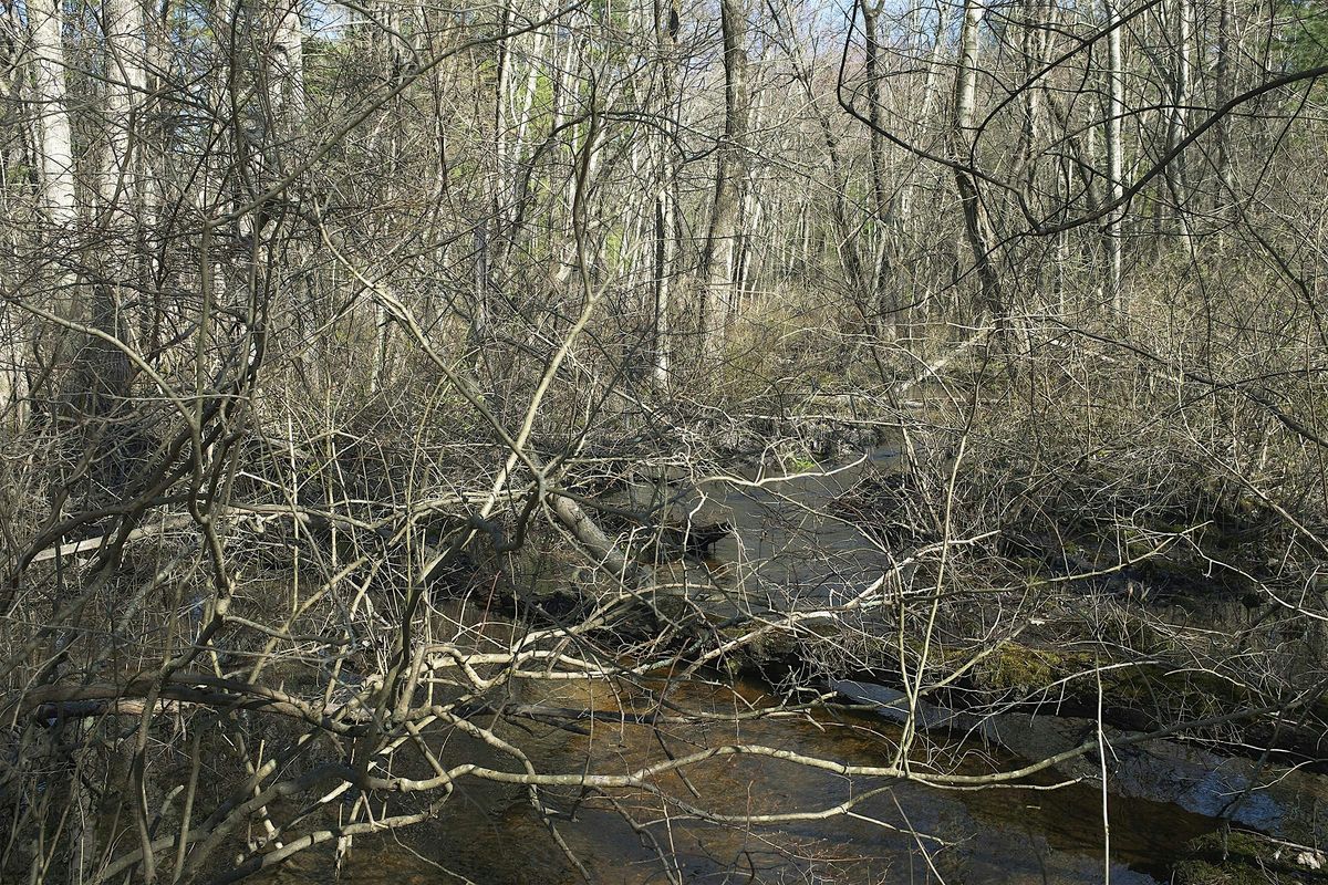 Paying Attention: Encounters with the More-than-Human World, 19 October | Event in Boston | AllEvents