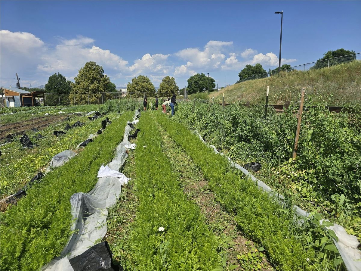 Shabbat Dinner at Ekar Farm with Denver Doikayt, 22 August | Event in Lakewood | AllEvents