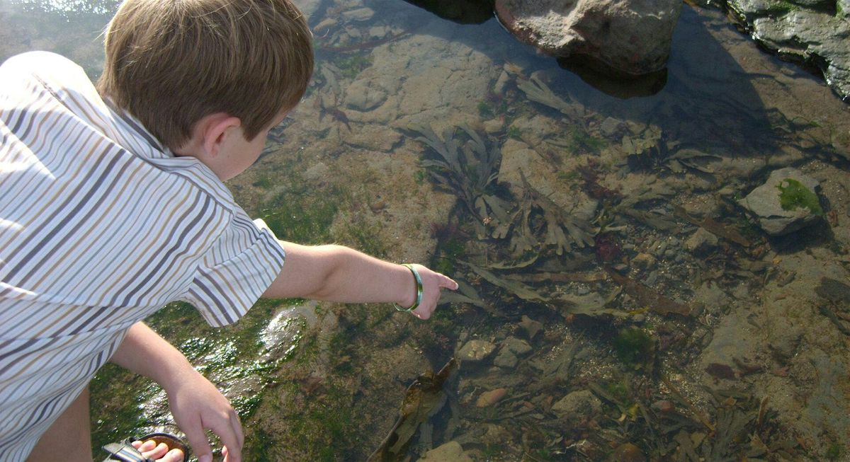 Naze Seashore Science and Discovery, 29 October | Event in Harwich | AllEvents