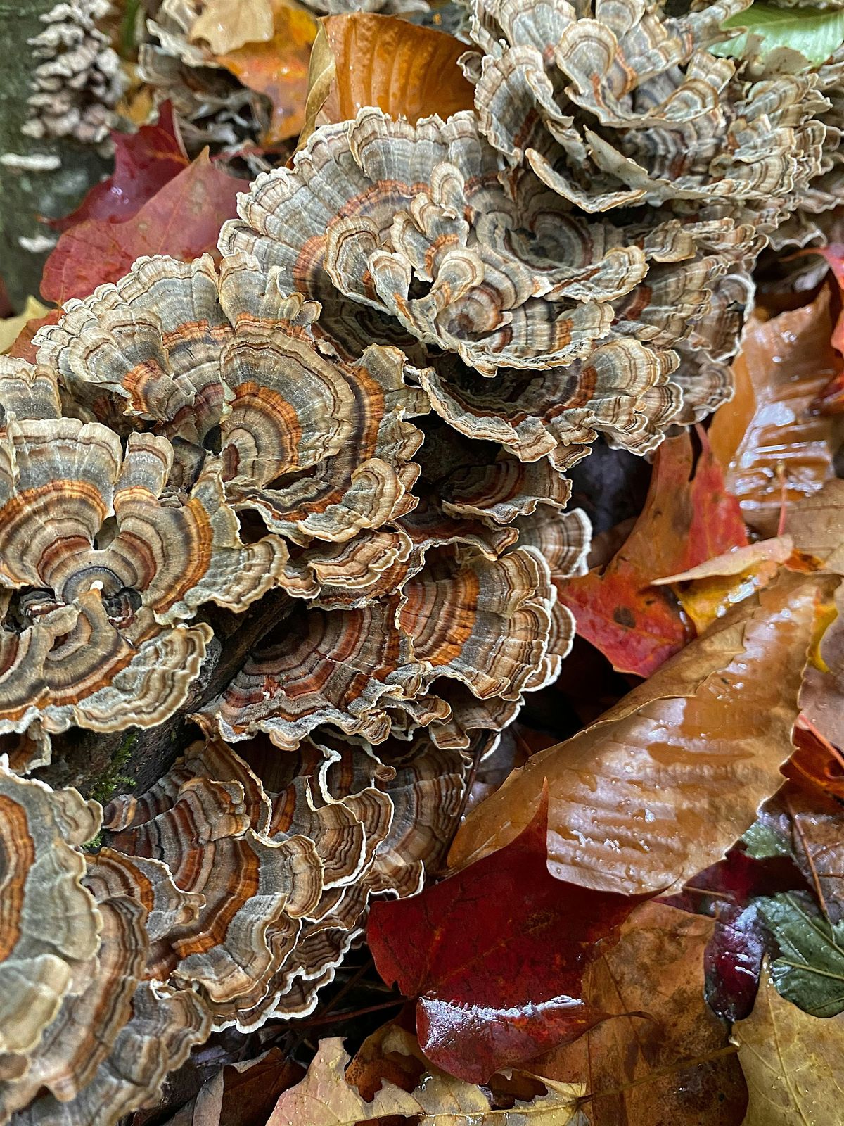 Hays Woods Ranger Guided Hike- Mushrooms, 18 September | Event in Pittsburgh | AllEvents