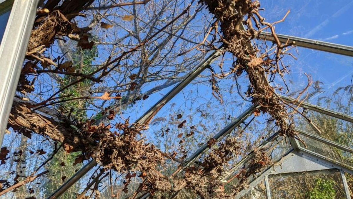 Winter Pruning Tips & Demo, 27 November | Event in Biggin Hill | AllEvents