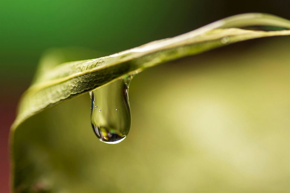 Unity with Nature VIRTUAL ON-LINE Guided Meditations, 18 December | Event in Harpers Ferry | AllEvents