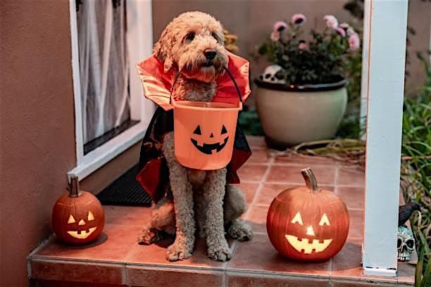 8th Annual Howling Halloween 5K and Dog Walk, 25 October | Event in Fayetteville | AllEvents