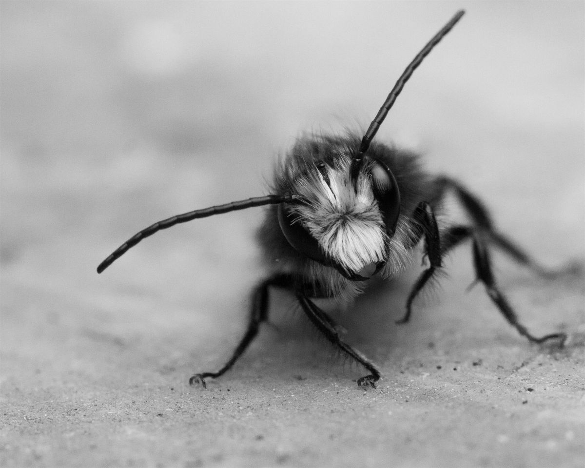 Mason Bees Unwrapped: The Art & Science of Cocoon Harvesting, 18 October | Event in Vancouver | AllEvents