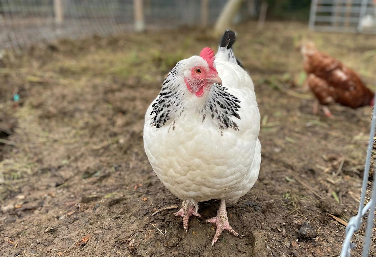 Chicken Keeping Basics, 28 February | Event in Oxford | AllEvents
