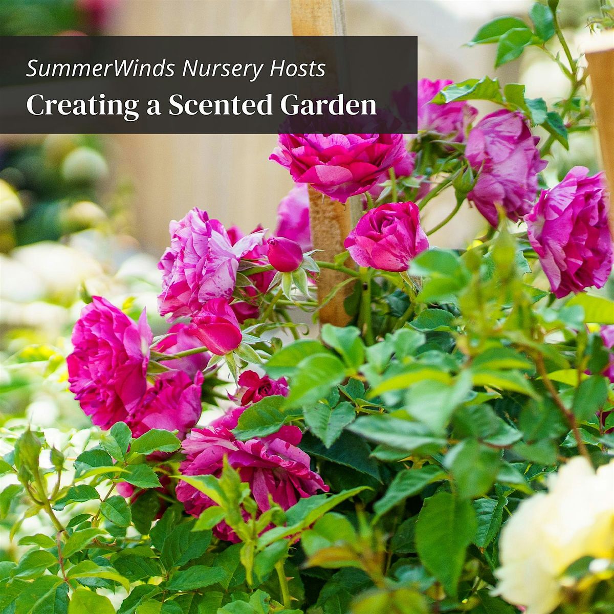 Creating a Scented Garden - Dublin, 18 October | Event in Dublin | AllEvents