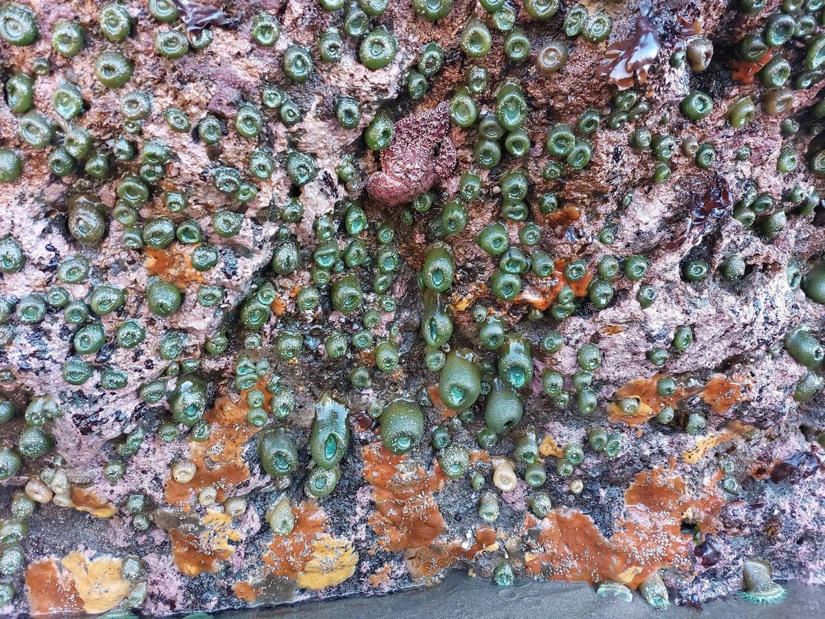 Port Orford Tidepool Tour 7 AM, 25 July | Event in Port Orford | AllEvents