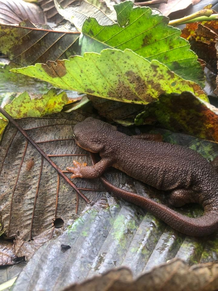 Earth Day Celebration at The Thyme Garden, The Thyme Garden, Alsea