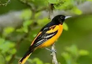 Birding in Bucks Hollow, 23 August | Event in Staten Island | AllEvents
