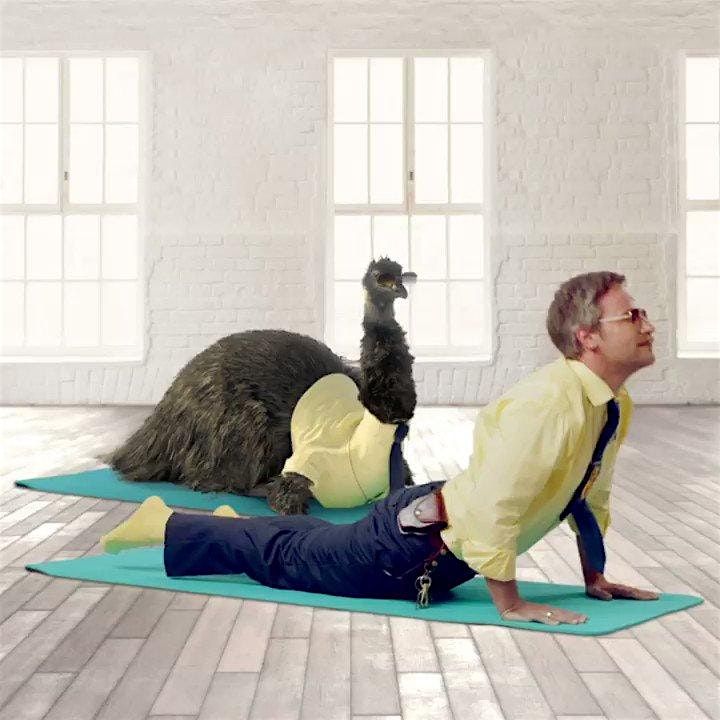 Yoga at the Zoo-Emu, 6 August | Event in Kansas City | AllEvents