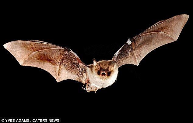Bats of Virginia!, 28 October | Event in Yorktown | AllEvents