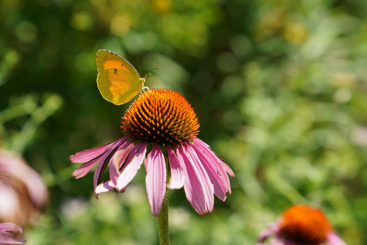 For Starters: Butterflies | Event in Hillsborough Township | AllEvents