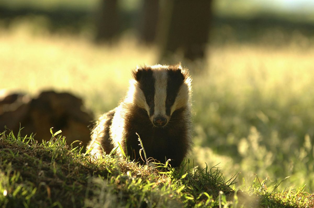 The British Badger, 13 March | Event in Dorking | AllEvents