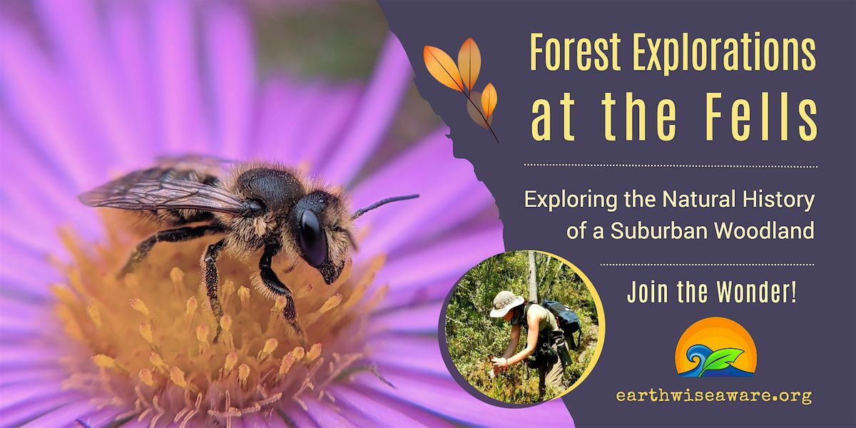 Summer Forest Explorations, 13 September | Event in Winchester | AllEvents