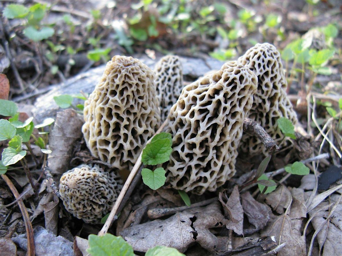 Boyne City National Competitive Morel Mushroom Hunt, 17 May | Event in Boyne City | AllEvents