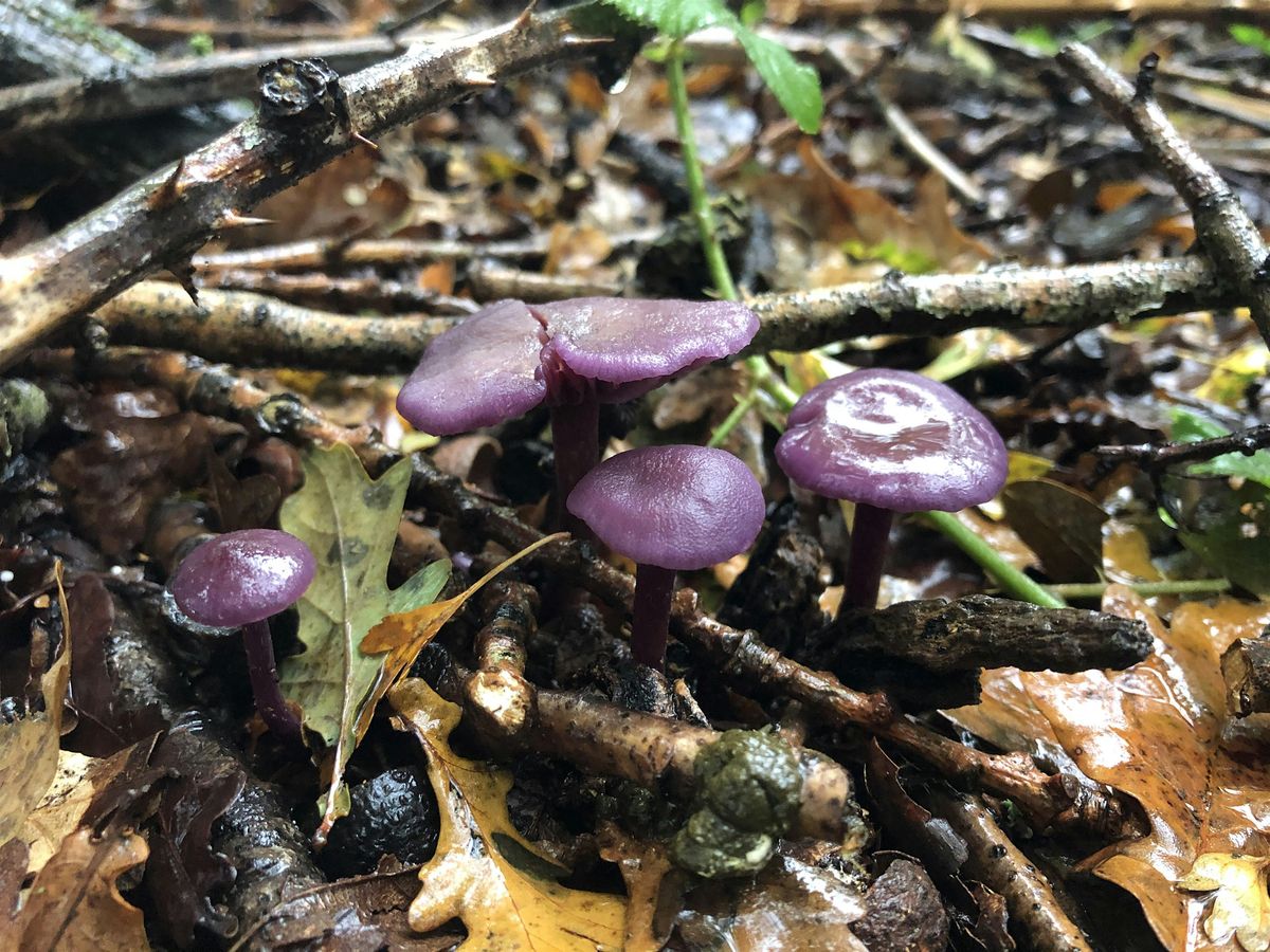 Secrets of the Soil: Digging Deep for Nature's Recovery, 8 November | Event in Oxford | AllEvents
