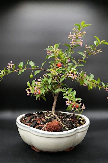 Bonsai Lesson at 3 Bridges Brewing 21+, 19 August | Event in Venice | AllEvents