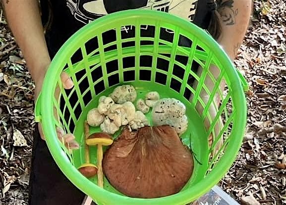 Fall Fungi Forage, 12 October | Event in Apex | AllEvents