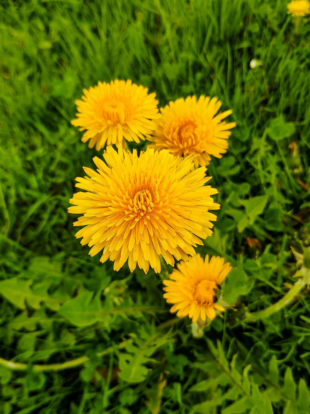 The Maligned Dandelion, 12 July | Event in Ansonia | AllEvents