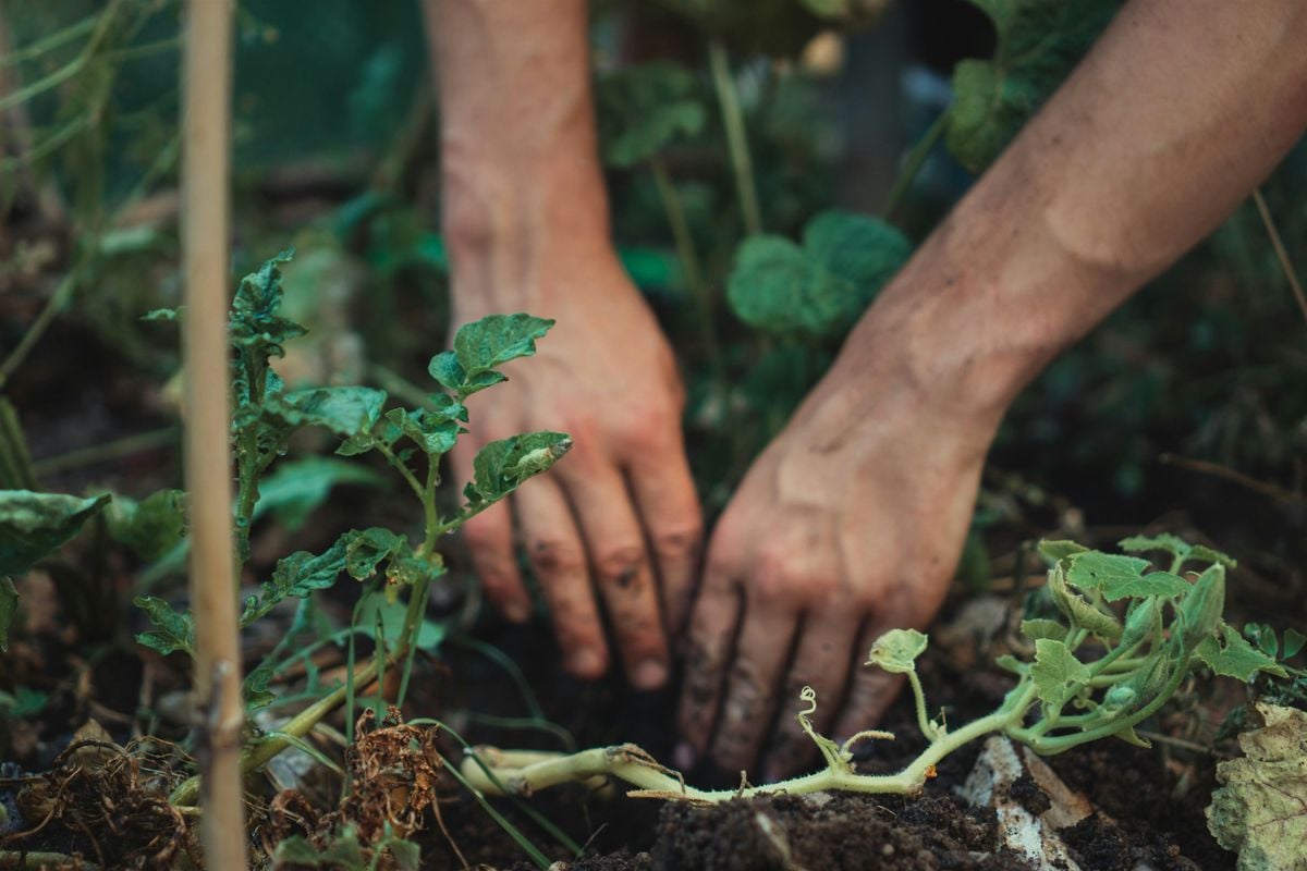 Sunday Mills Gardening Club, 17 August | Event in Wimbledon | AllEvents