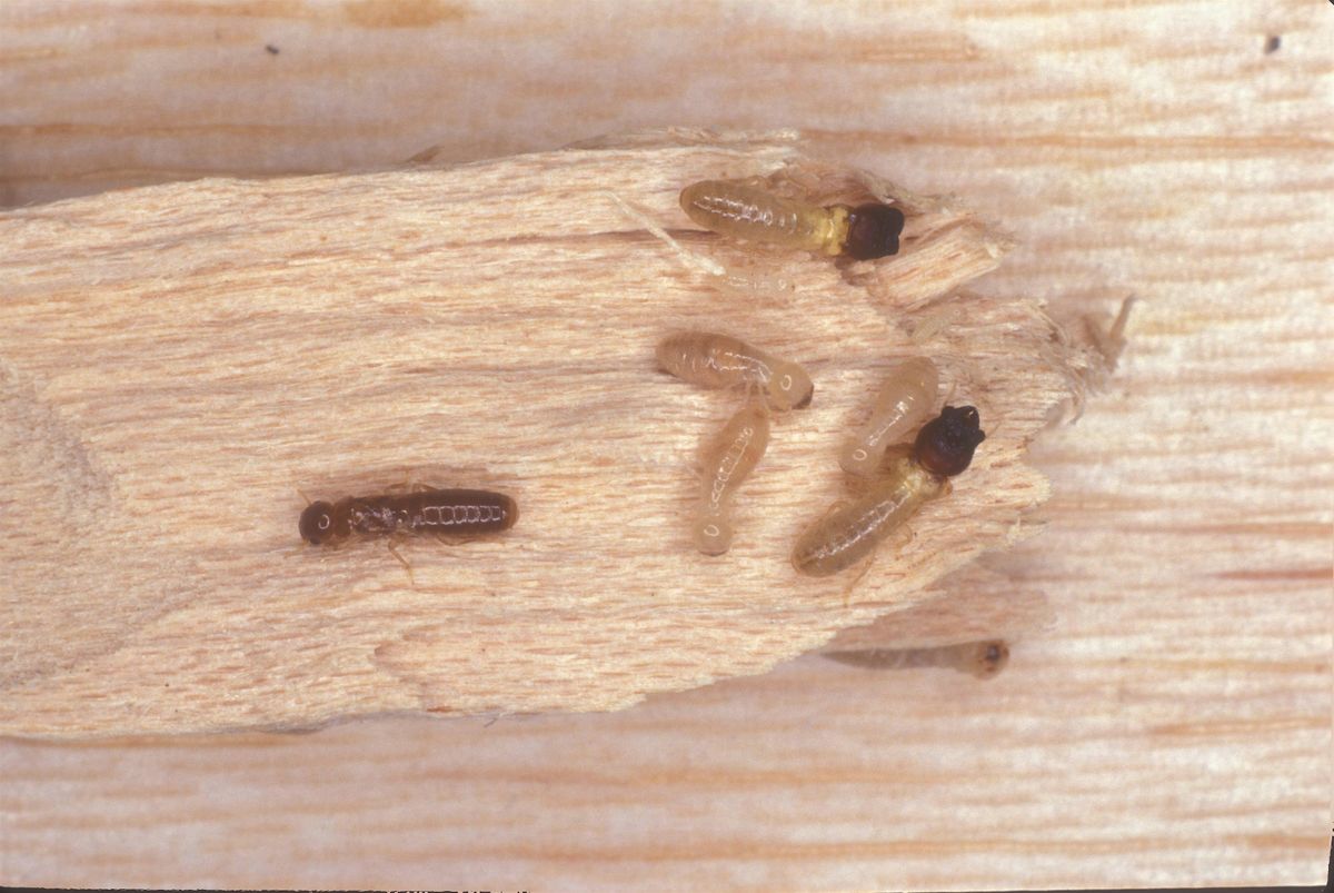 PMU Termite Foundations,  Jan 14-16, 2026 IN-PERSON, 14 January | Event in APOPKA | AllEvents