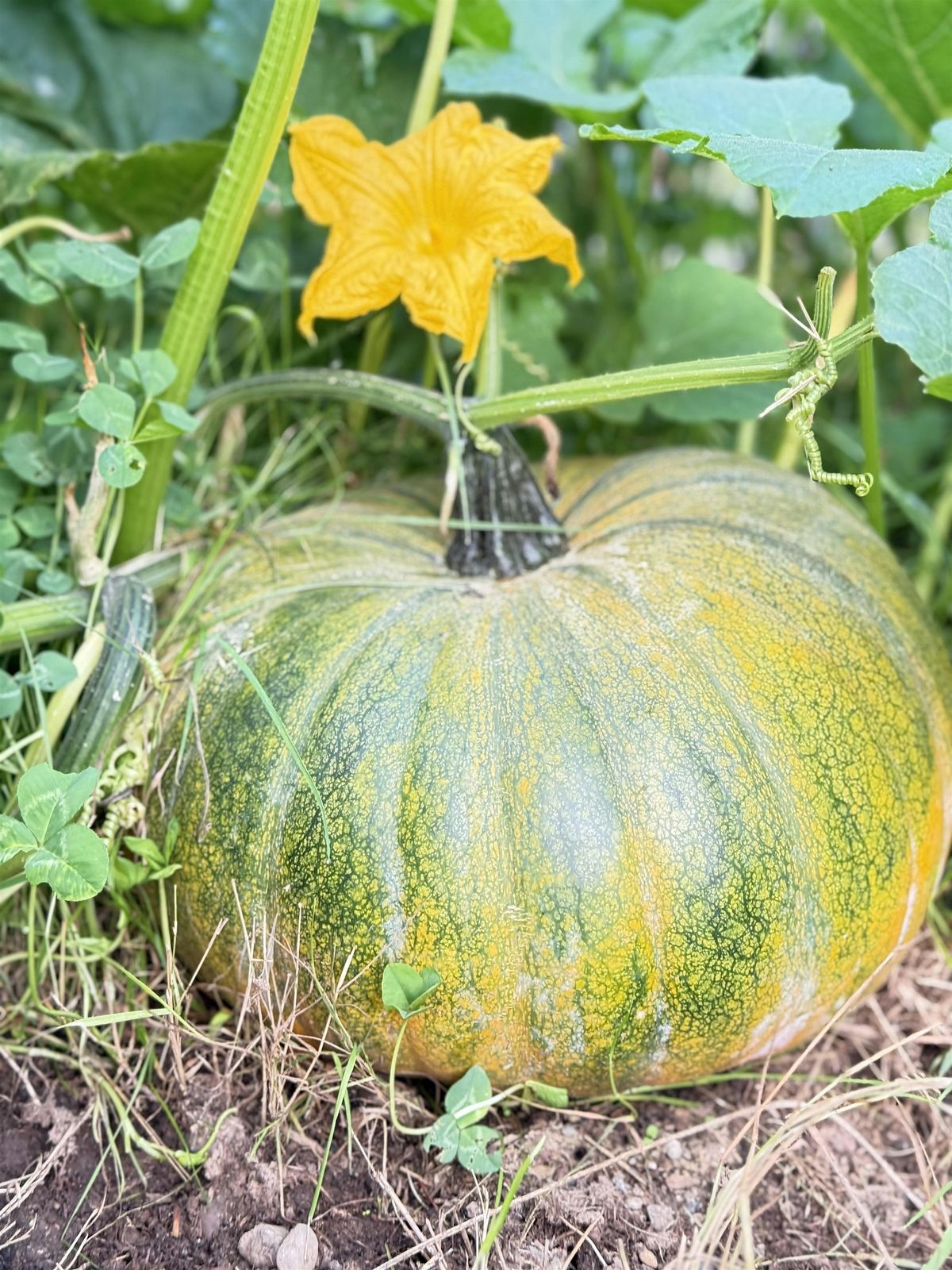 Fall Festival at The Stables at Seabeck | Event in Seabeck | AllEvents