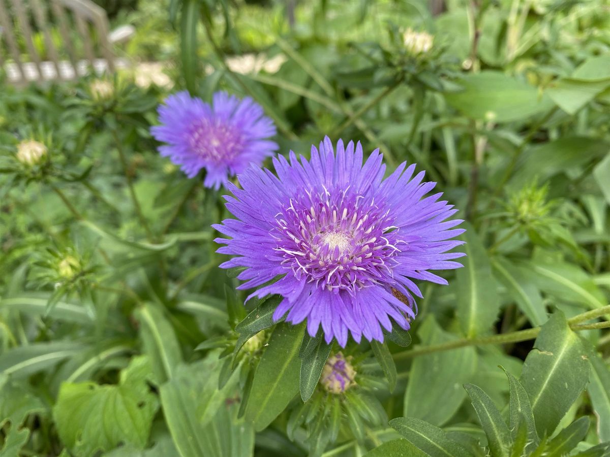 Beginning Botany, 26 August | Event in Asheville | AllEvents