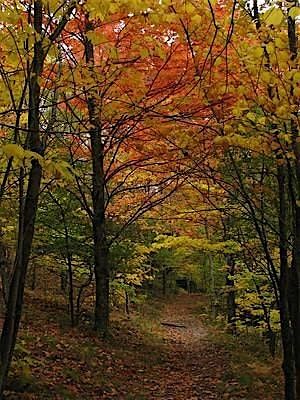 A Fall Tree-mendous Hike, 1 November | Event in Delaplane | AllEvents