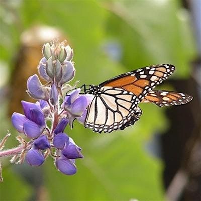 Basics Of Butterfly Gardening, 18 September | Event in Bradenton | AllEvents