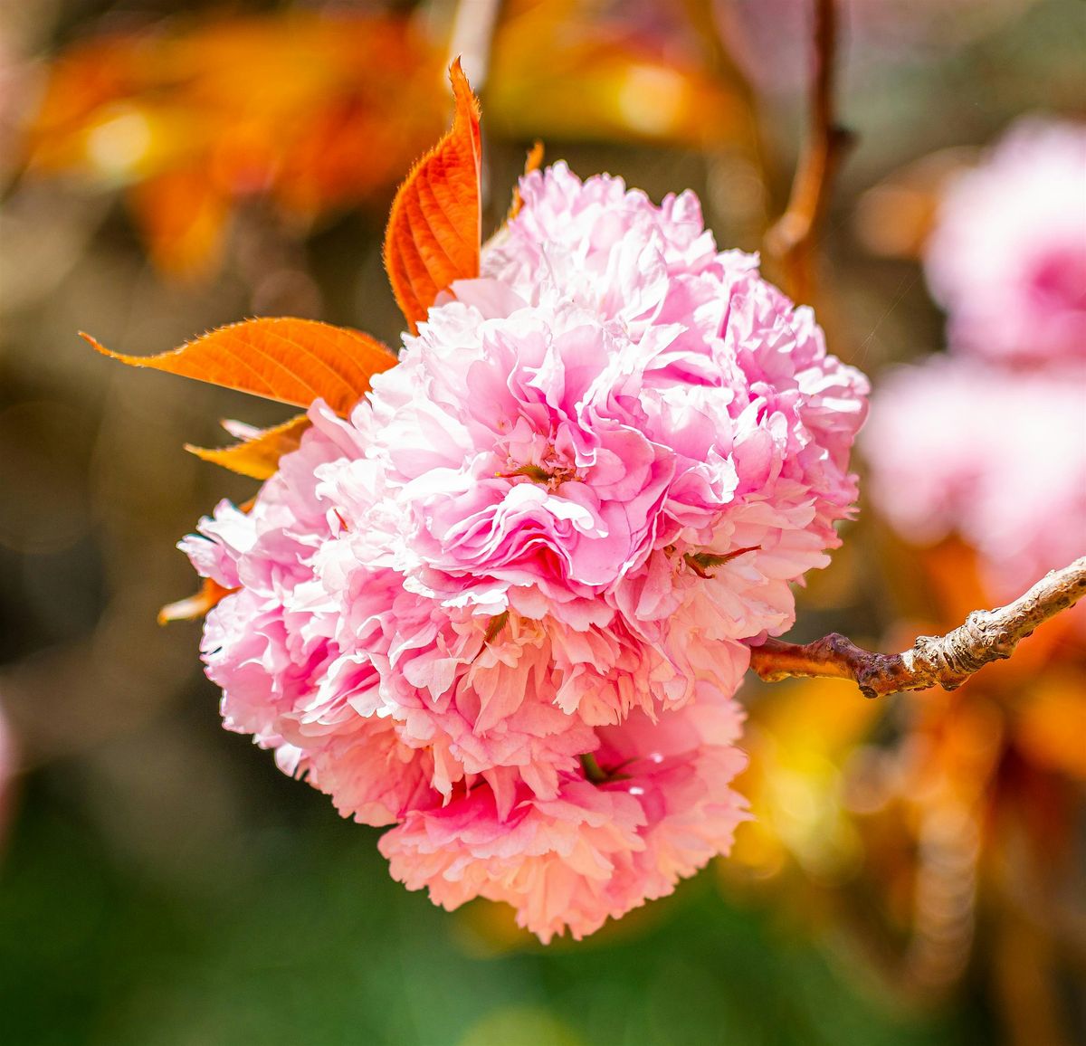 Spring House & Garden Inspections | Event in Moss Vale | AllEvents