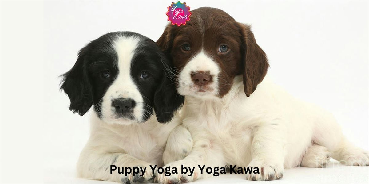 Puppy Yoga by Yoga Kawa Toronto with Springer Spaniel, 11 October | Event in Toronto | AllEvents