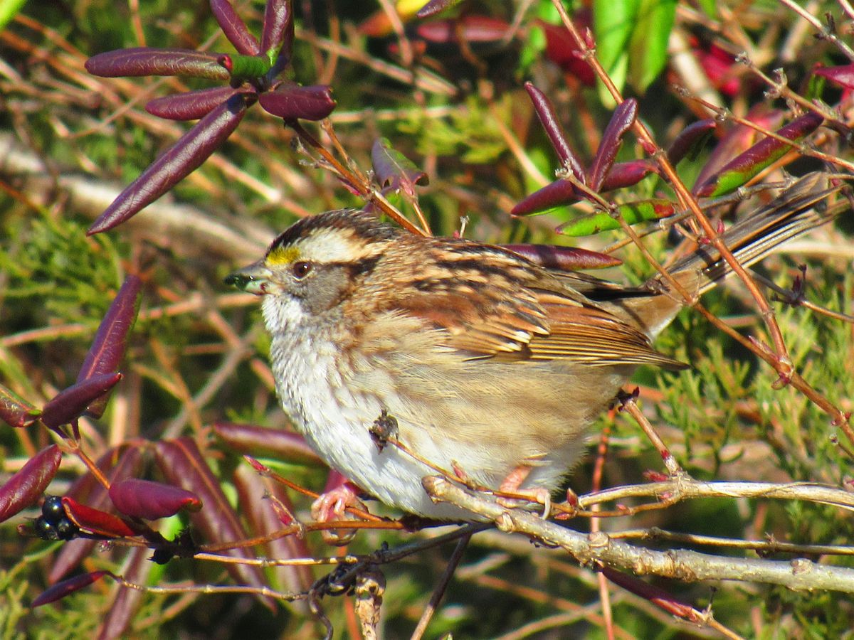 Naturalist Walk: Fall Birds & Blooms, 21 September | Event in Broad Run | AllEvents