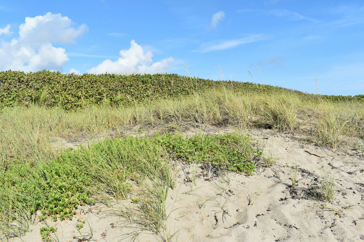 Dune Discoveries Beach Walk, 29 May | Event in Stuart | AllEvents