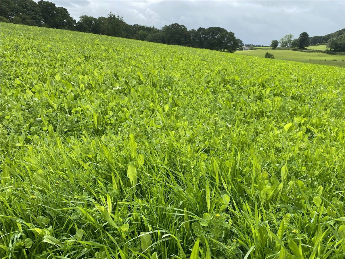 Herbal Leys: The Good the Bad and the Ugly!, 24 September | Event in Millom | AllEvents